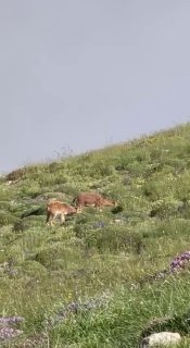 Фото горных козлов на склонах горы Хуступ в Гегаркунике, опубликованное Николом Пашиняном