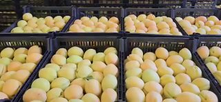 Армянские абрикосы выходят на европейский рынок: старт продаж в Польше с 8 июля