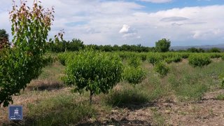 Фермеры Гавара и Гегаркуника могут получить кредиты до 2 млн драмов под 0%